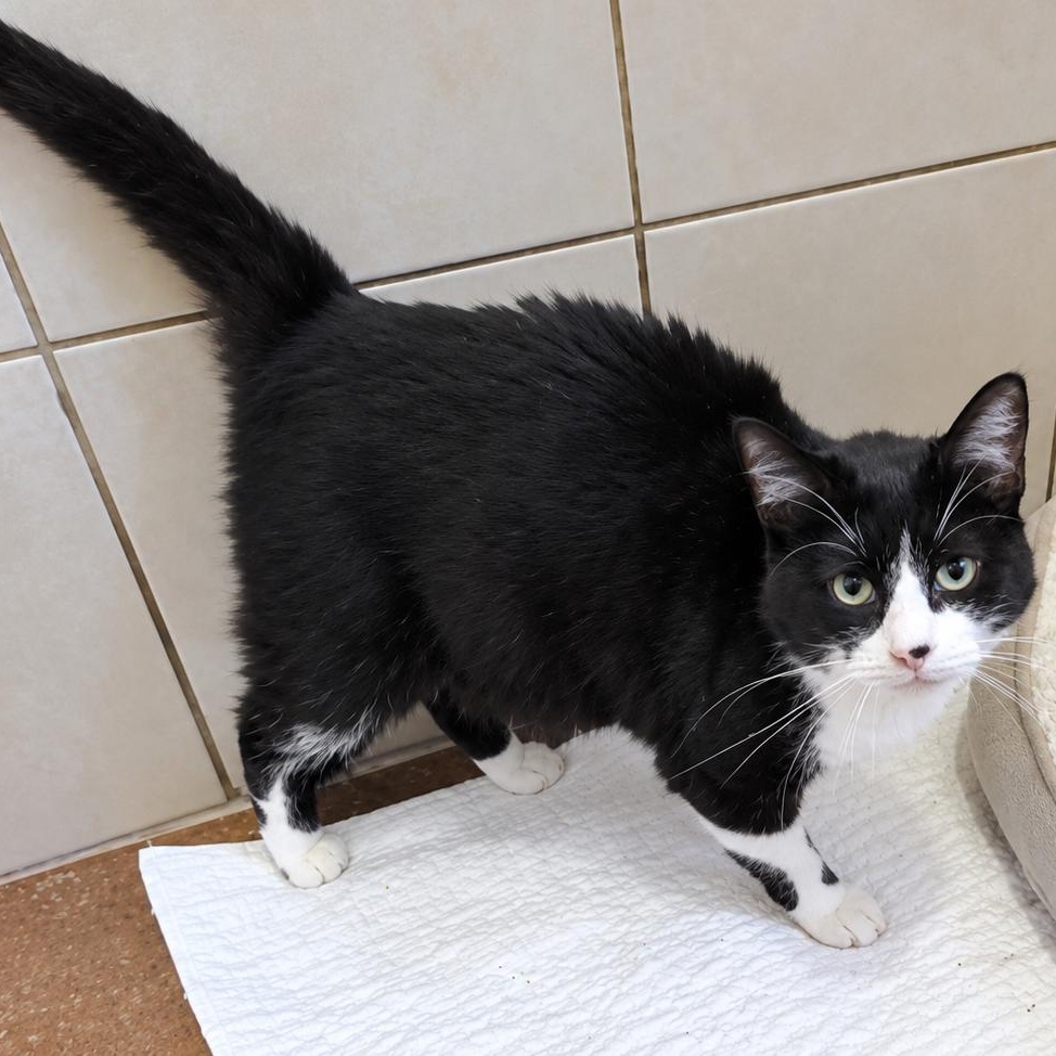 Enlarge Figgy, a Adoptable Domestic Short Hair in Rossville, TN image 3/6
