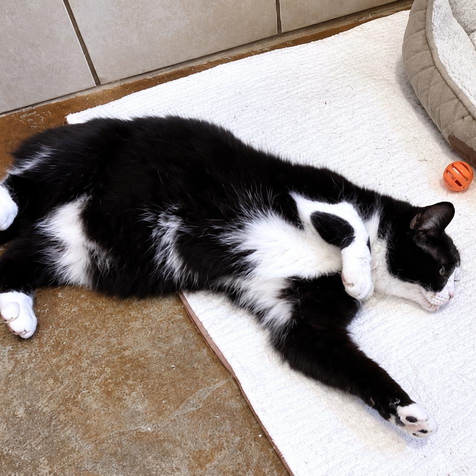 Enlarge Figgy, a Adoptable Domestic Short Hair in Rossville, TN image 6/6