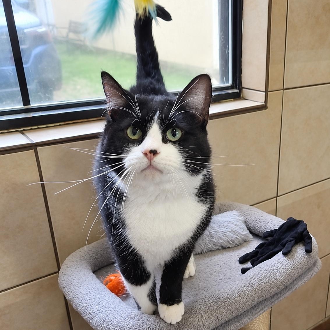 Figgy, Adoptable, Adult Female Domestic Short Hair.