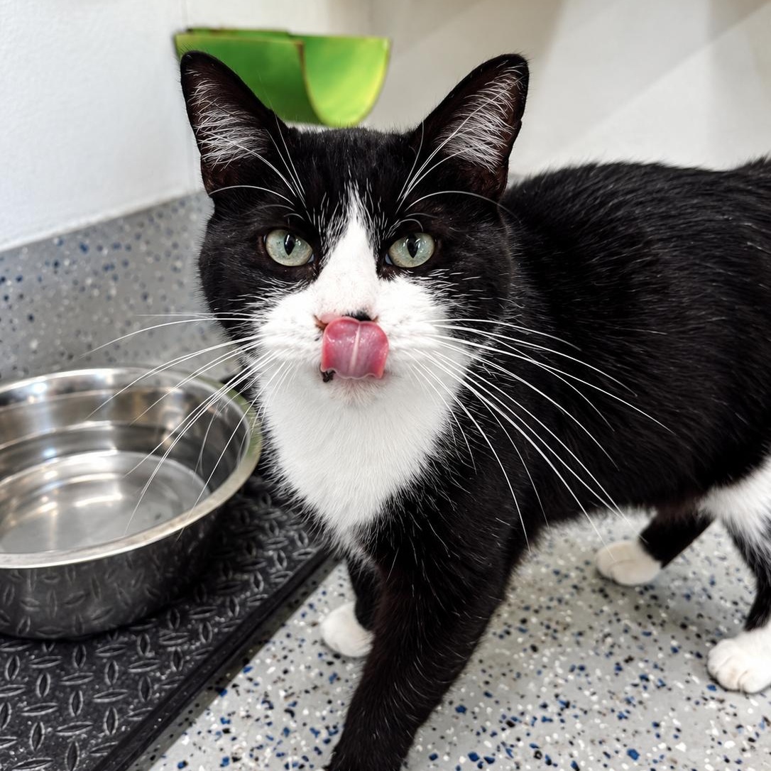 Enlarge Figgy, a Adoptable Domestic Short Hair in Rossville, TN image 5/6