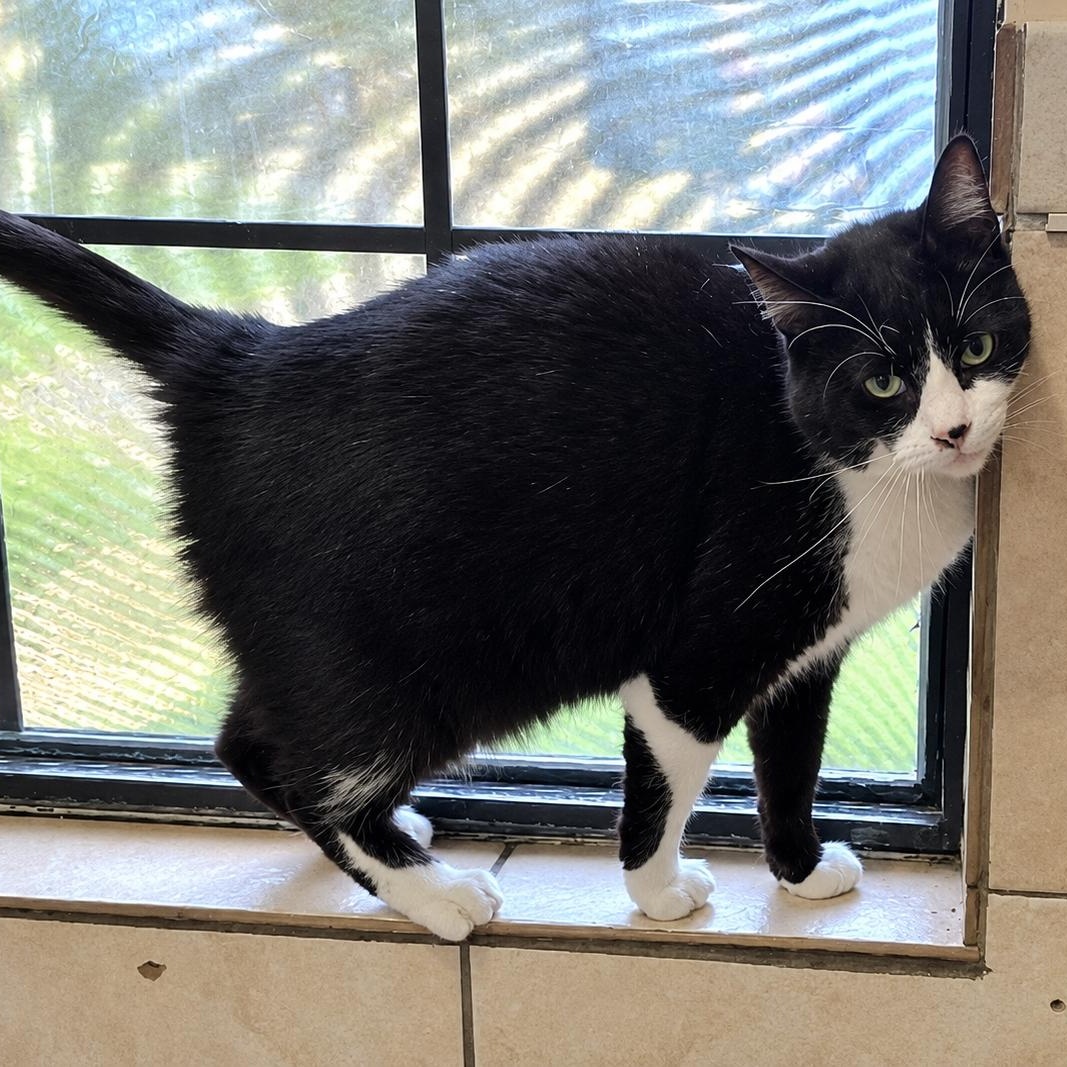 Enlarge Figgy, a Adoptable Domestic Short Hair in Rossville, TN image 4/6