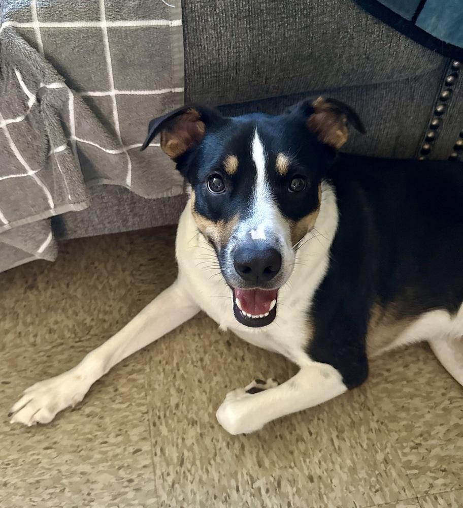 Calvin, a Adoptable mixed breed in Escondido, CA image 1/6