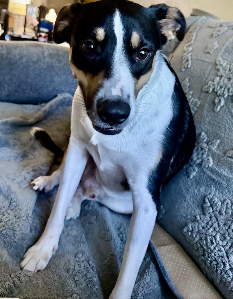 Calvin, a Adoptable mixed breed in Escondido, CA image 2/6