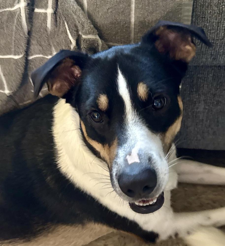 Calvin, a Adoptable mixed breed in Escondido, CA image 3/6