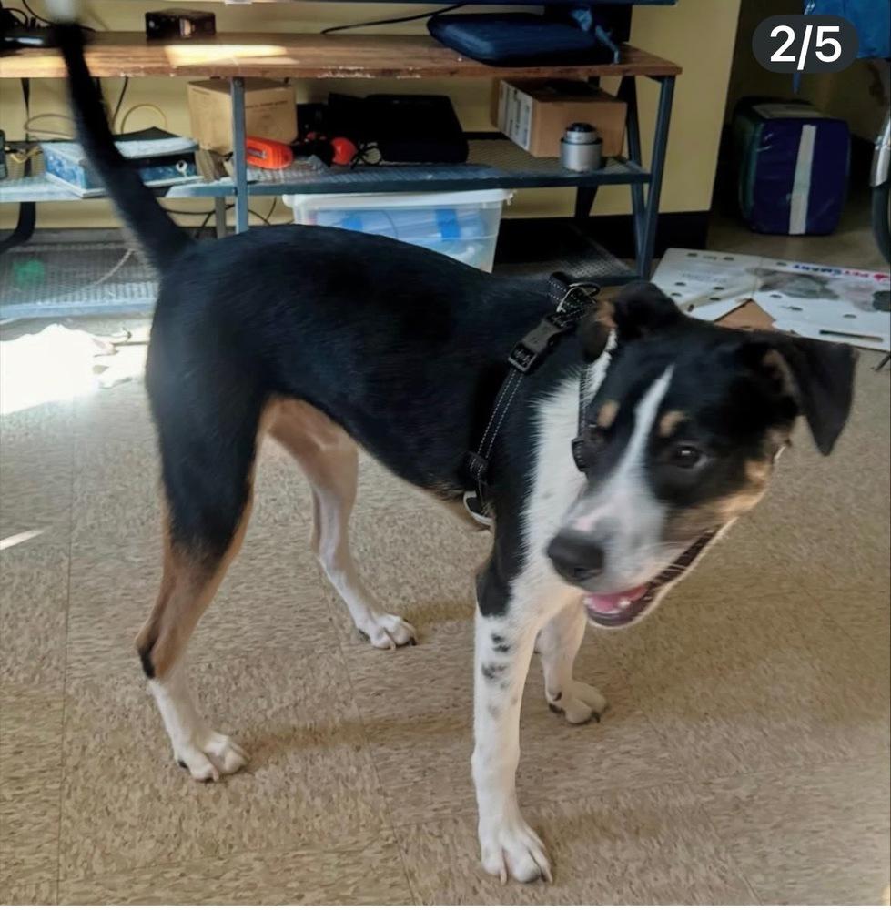 Calvin, a Adoptable mixed breed in Escondido, CA image 4/6