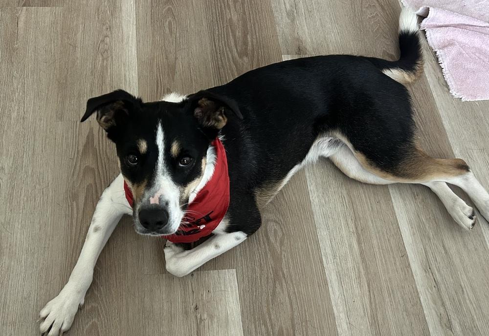 Calvin, a Adoptable mixed breed in Escondido, CA image 5/6