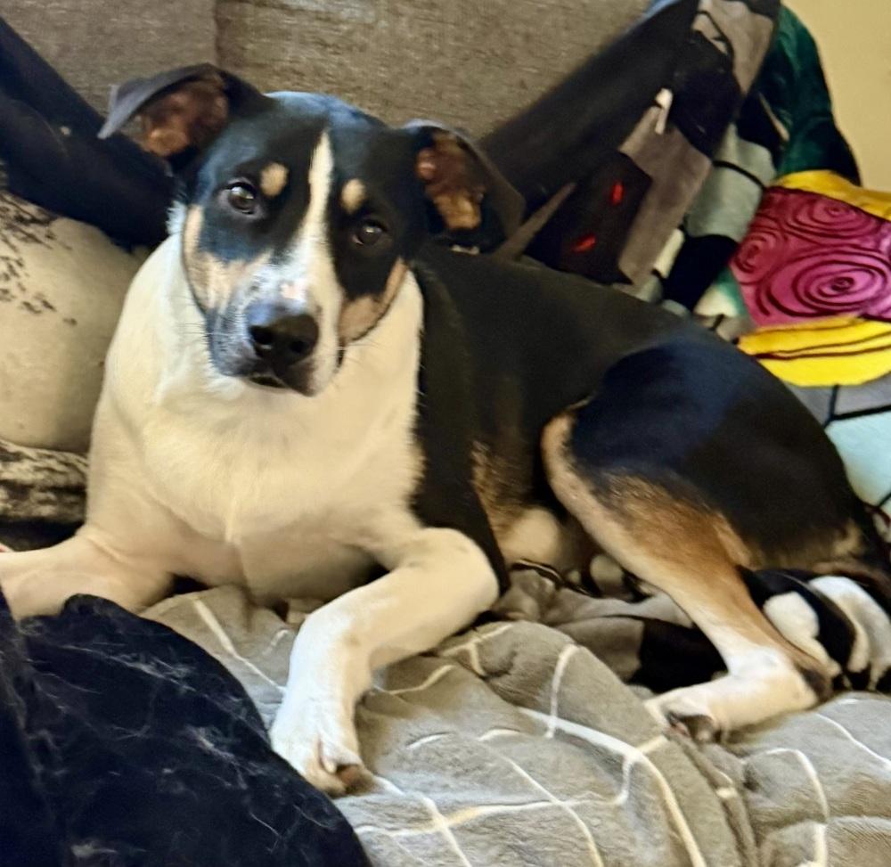 Calvin, a Adoptable mixed breed in Escondido, CA image 6/6