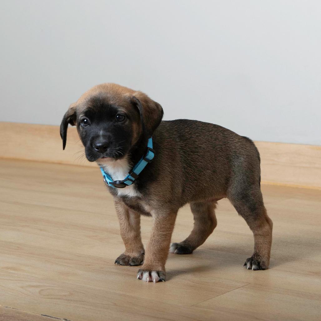 Bonfire D67163, Adoptable, Puppy Female Shepherd.