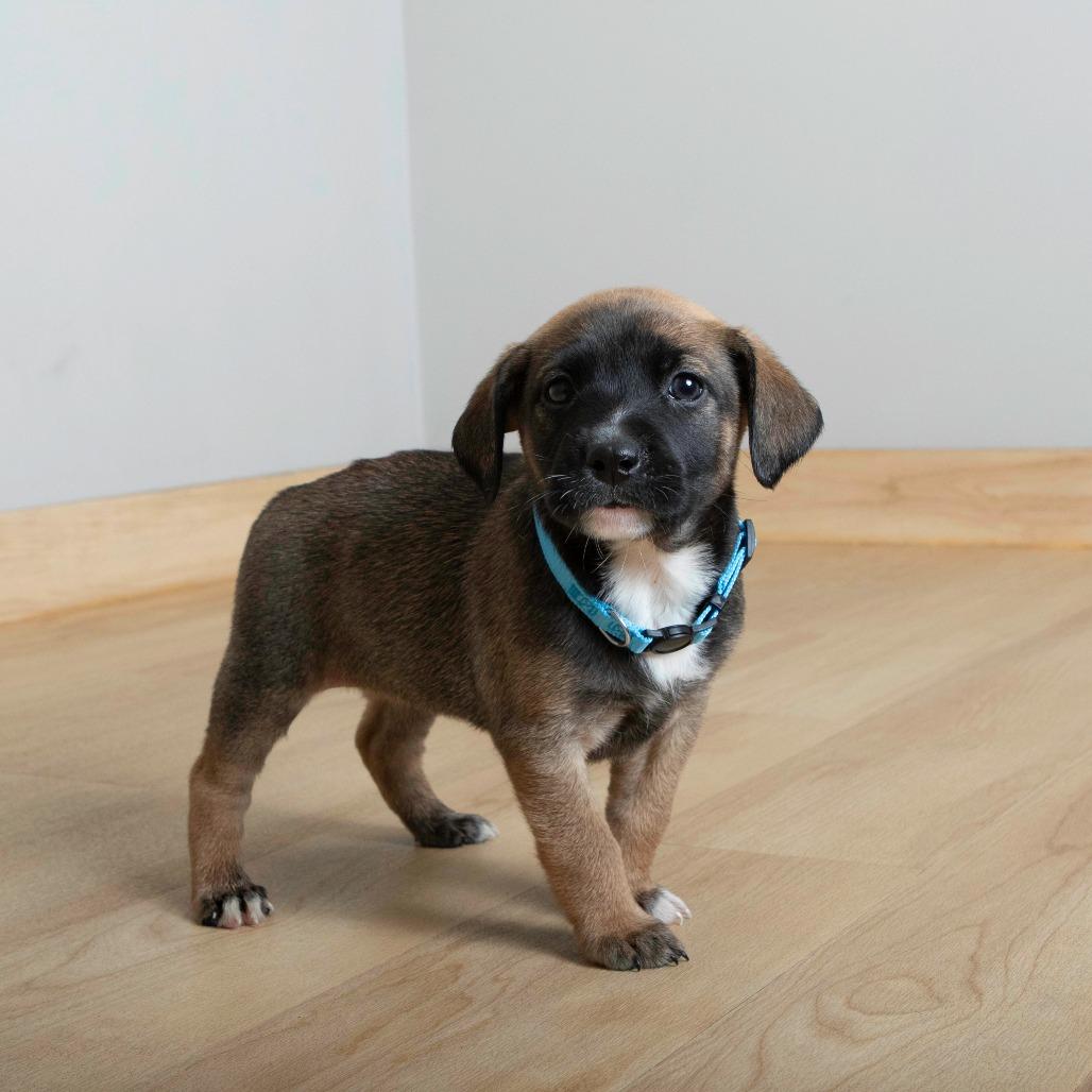 Bonfire D67163, a Adoptable Shepherd in Minnetonka, MN image 2/6