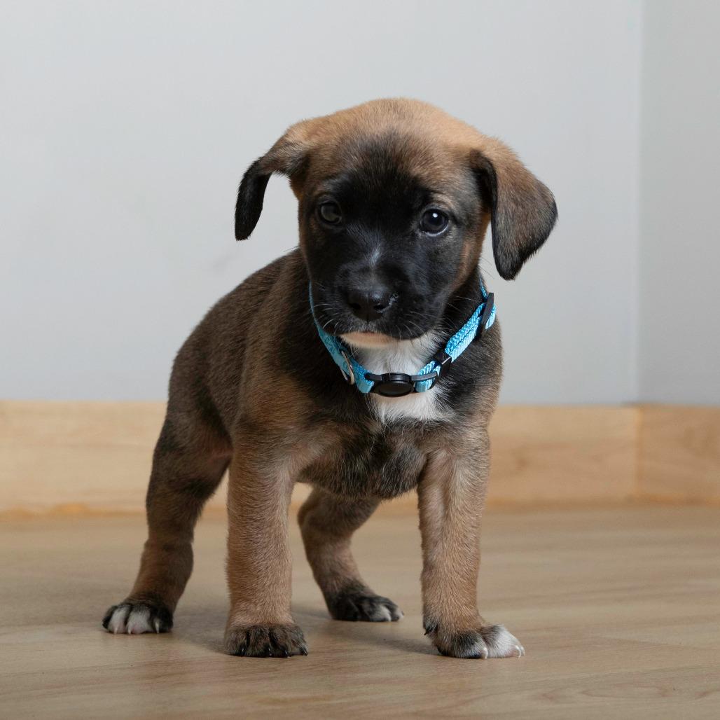 Bonfire D67163, a Adoptable Shepherd in Minnetonka, MN image 3/6