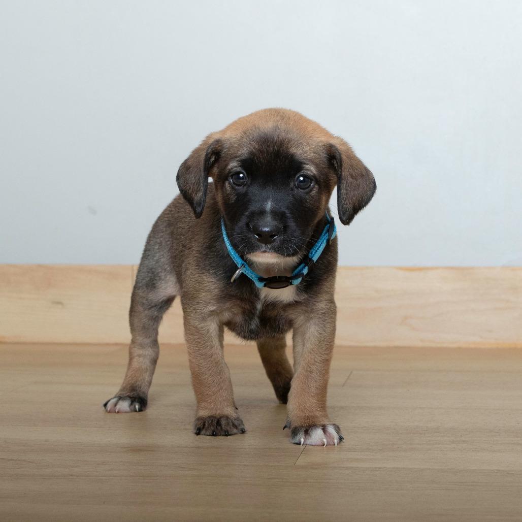 Bonfire D67163, a Adoptable Shepherd in Minnetonka, MN image 4/6