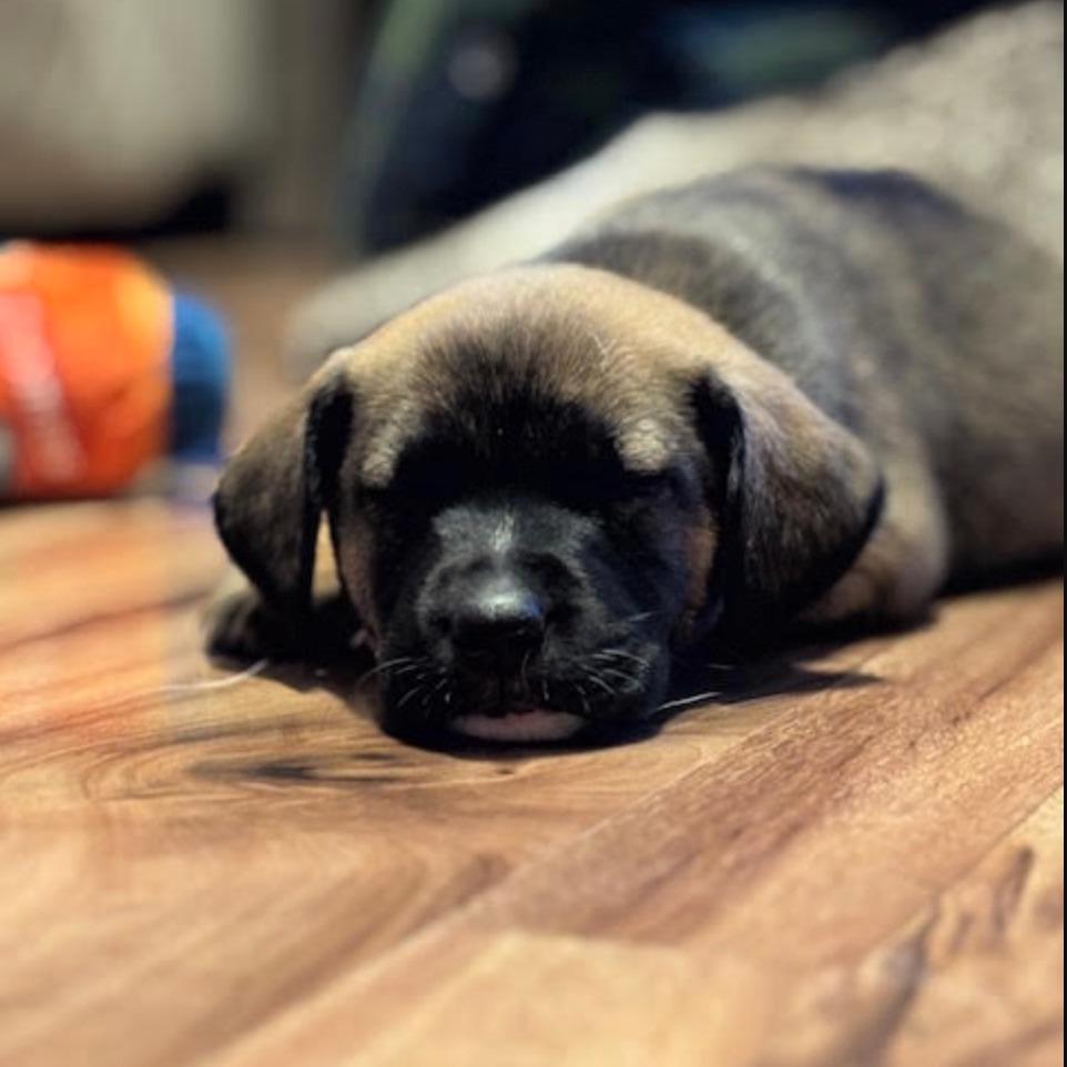 Bonfire D67163, a Adoptable Shepherd in Minnetonka, MN image 5/6