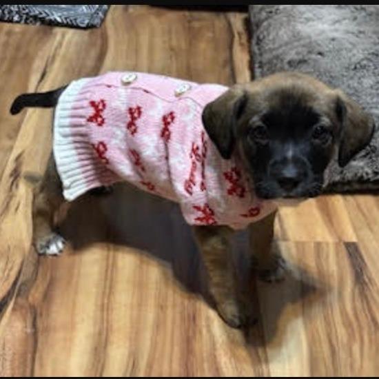 Bonfire D67163, a Adoptable Shepherd in Minnetonka, MN image 6/6