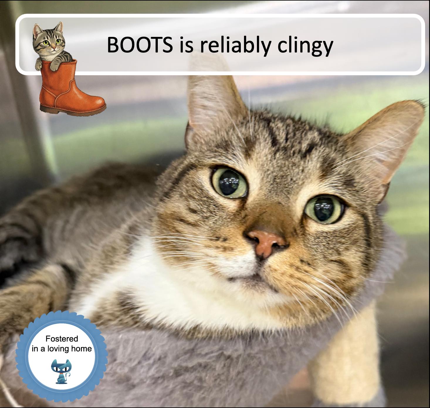 Boots, ADOPTABLE, Adult Male Tabby.