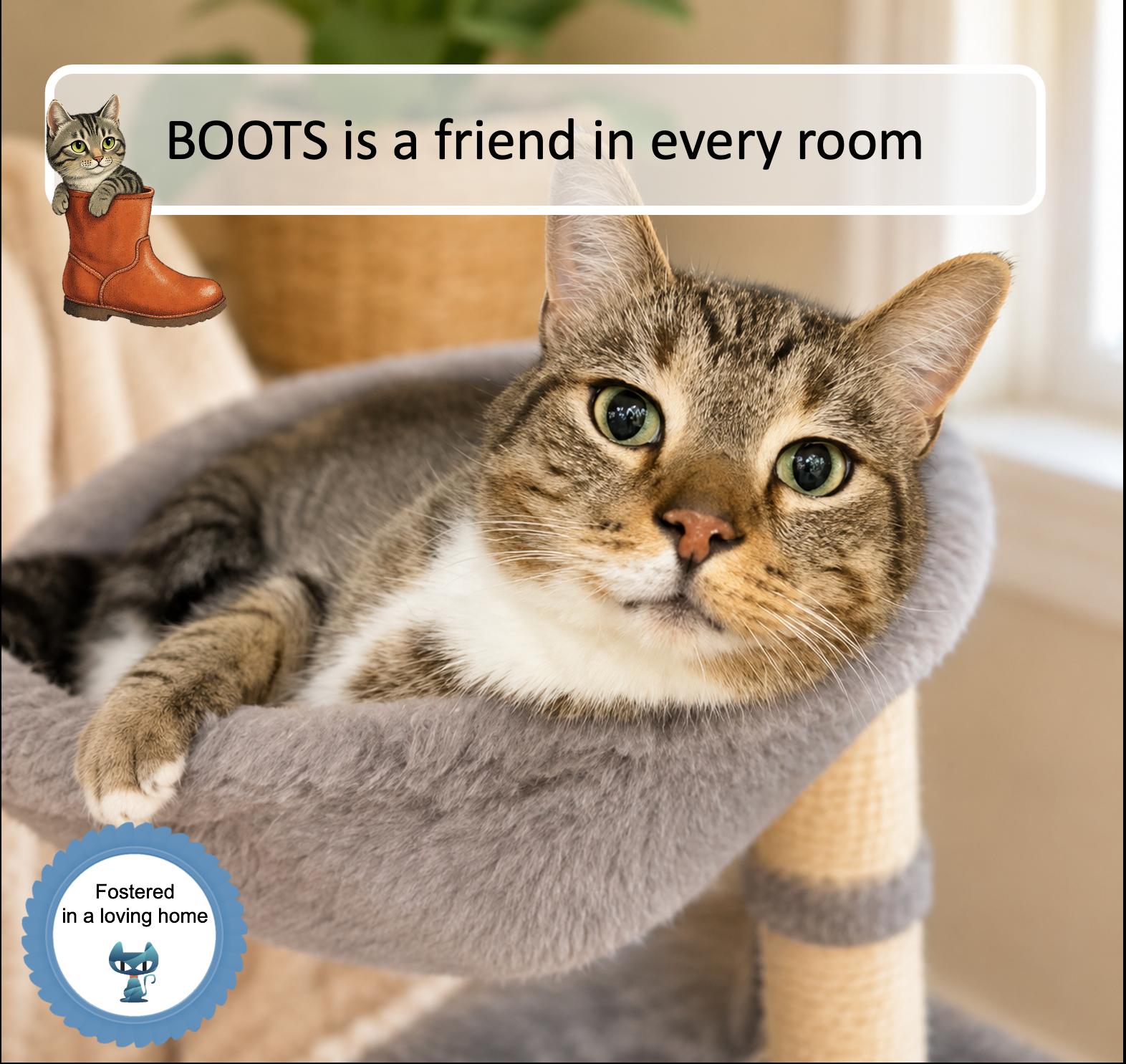 Boots, ADOPTABLE, Adult Male Tabby.
