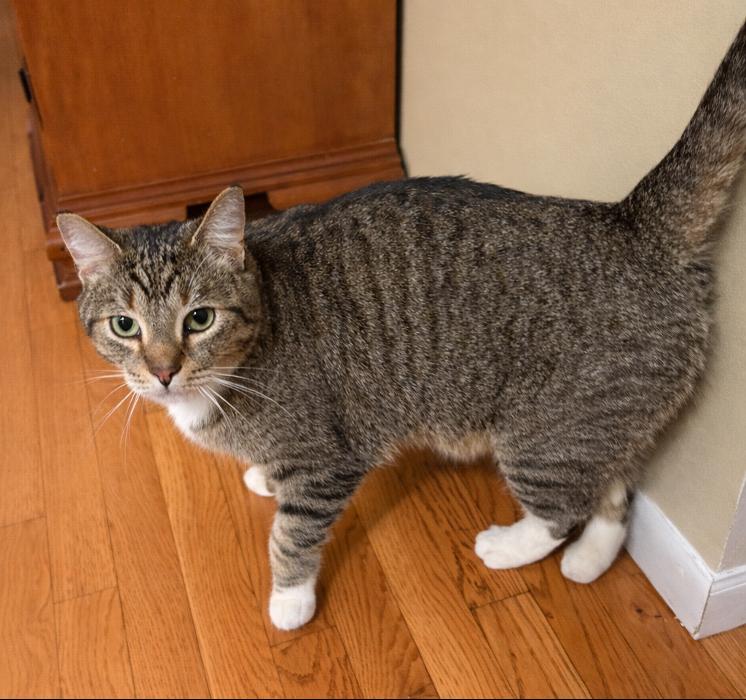 Enlarge Boots, a ADOPTABLE Tabby in Cincinnati, OH image 2/2
