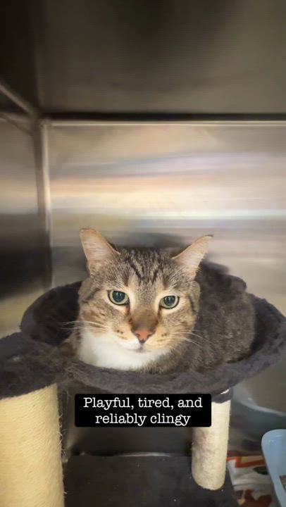 Enlarge Boots, a ADOPTABLE Tabby in Cincinnati, OH video 3/3