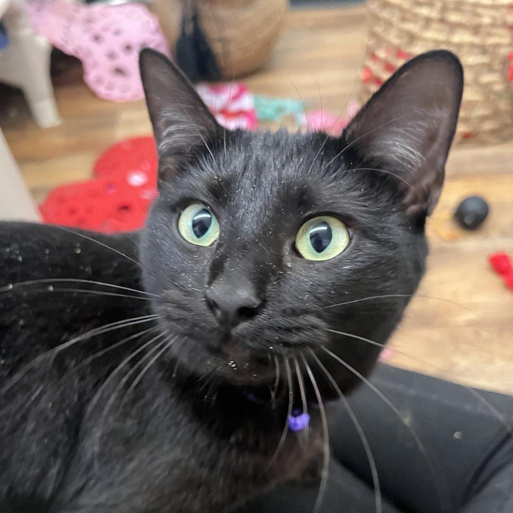 Bella, Adoptable, Adult Female Domestic Short Hair.