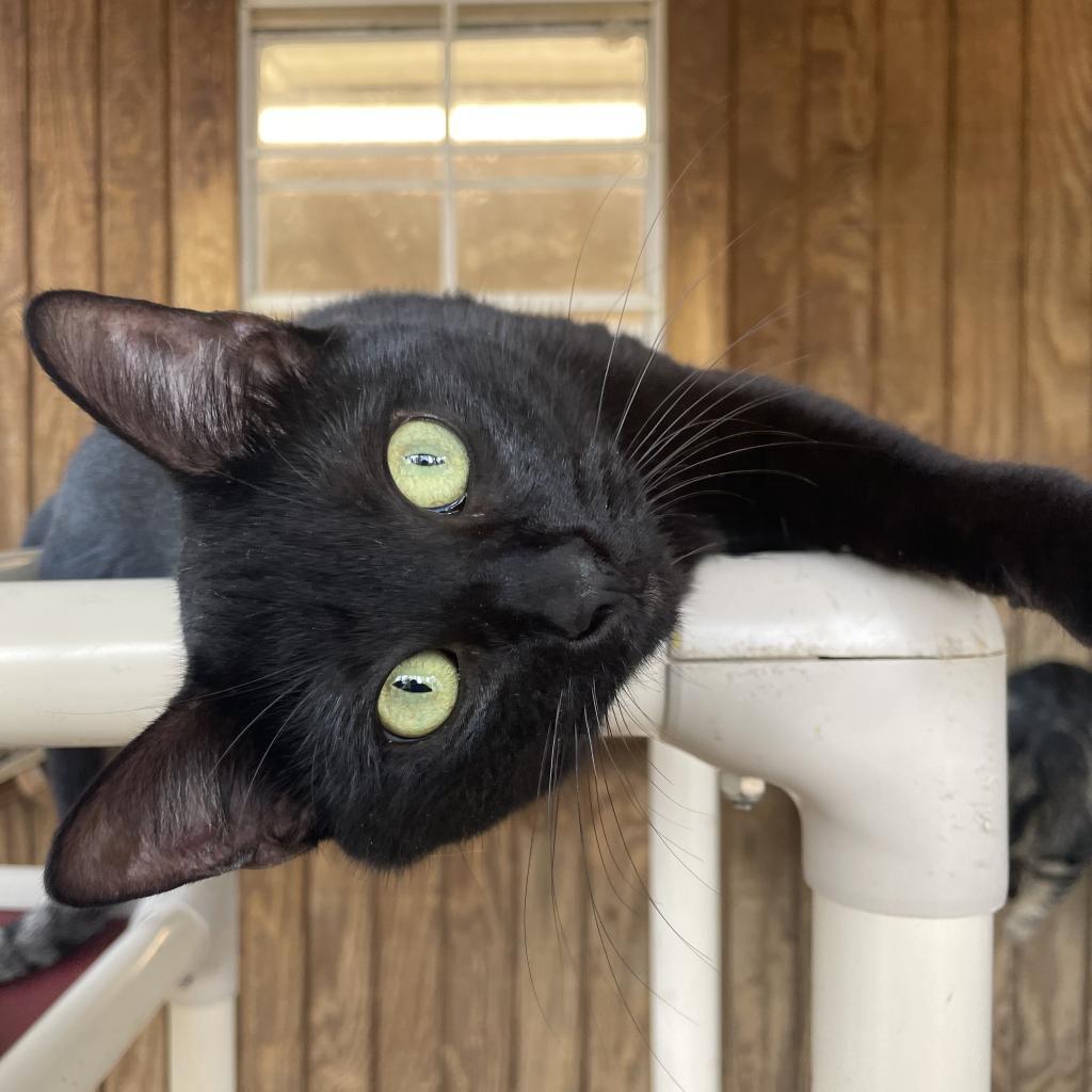 Bella, a Adoptable Domestic Short Hair in Lucedale, MS image 2/5