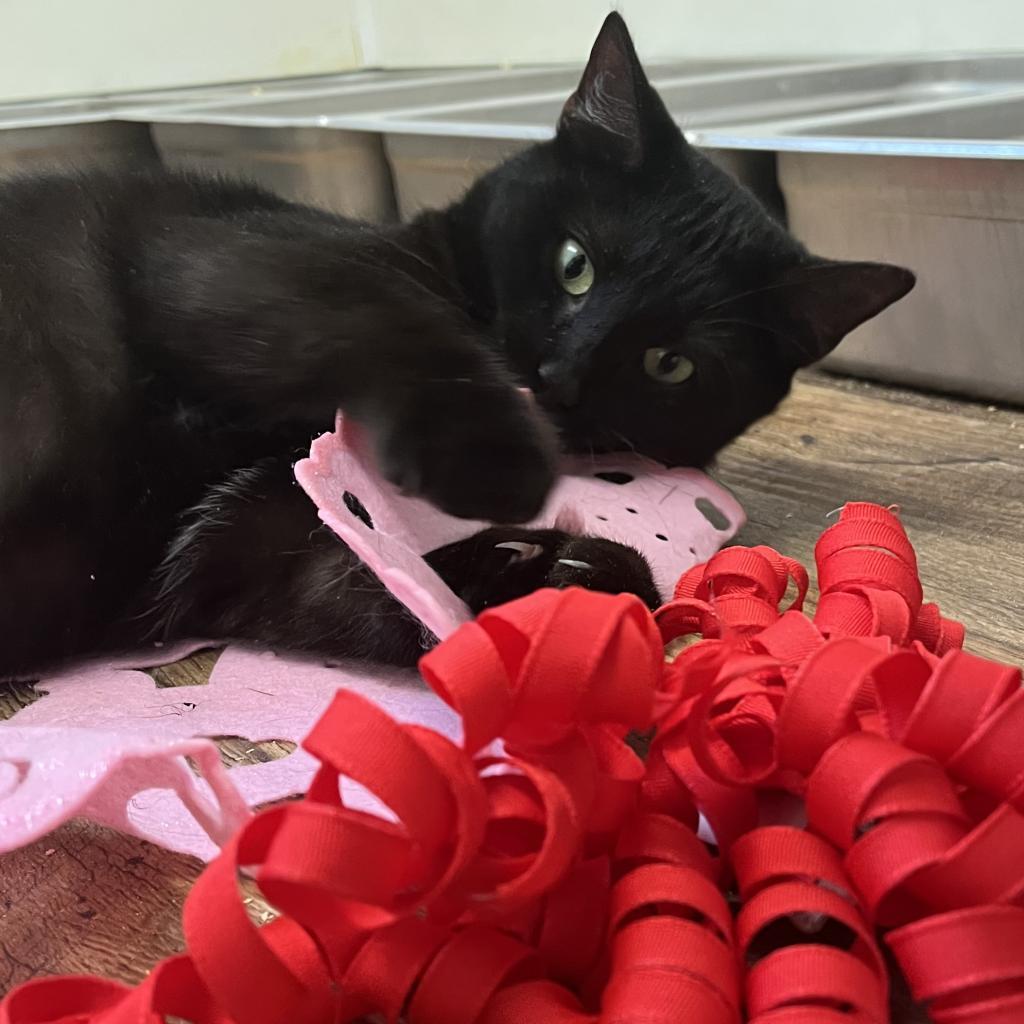 Bella, a Adoptable Domestic Short Hair in Lucedale, MS image 3/5