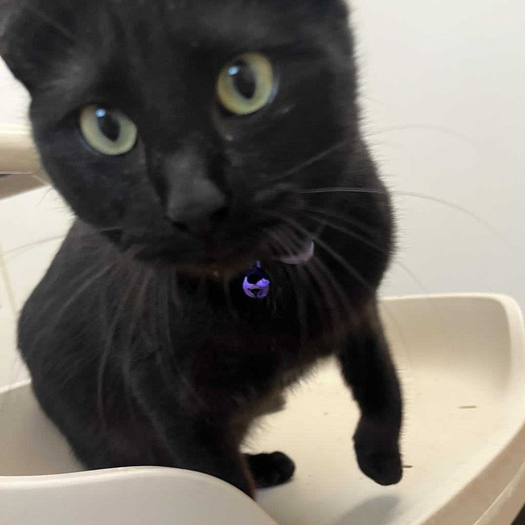 Bella, a Adoptable Domestic Short Hair in Lucedale, MS image 4/5