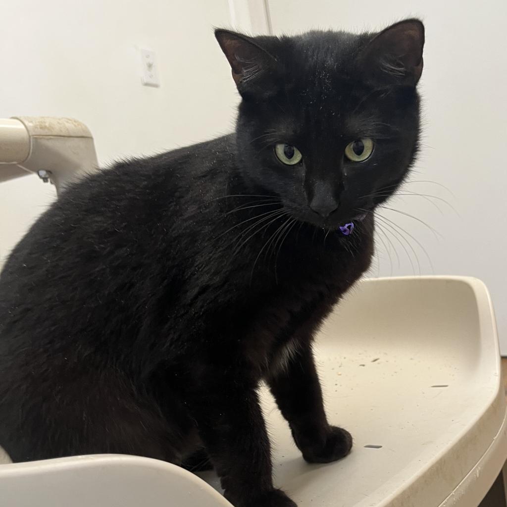 Bella, a Adoptable Domestic Short Hair in Lucedale, MS image 5/5