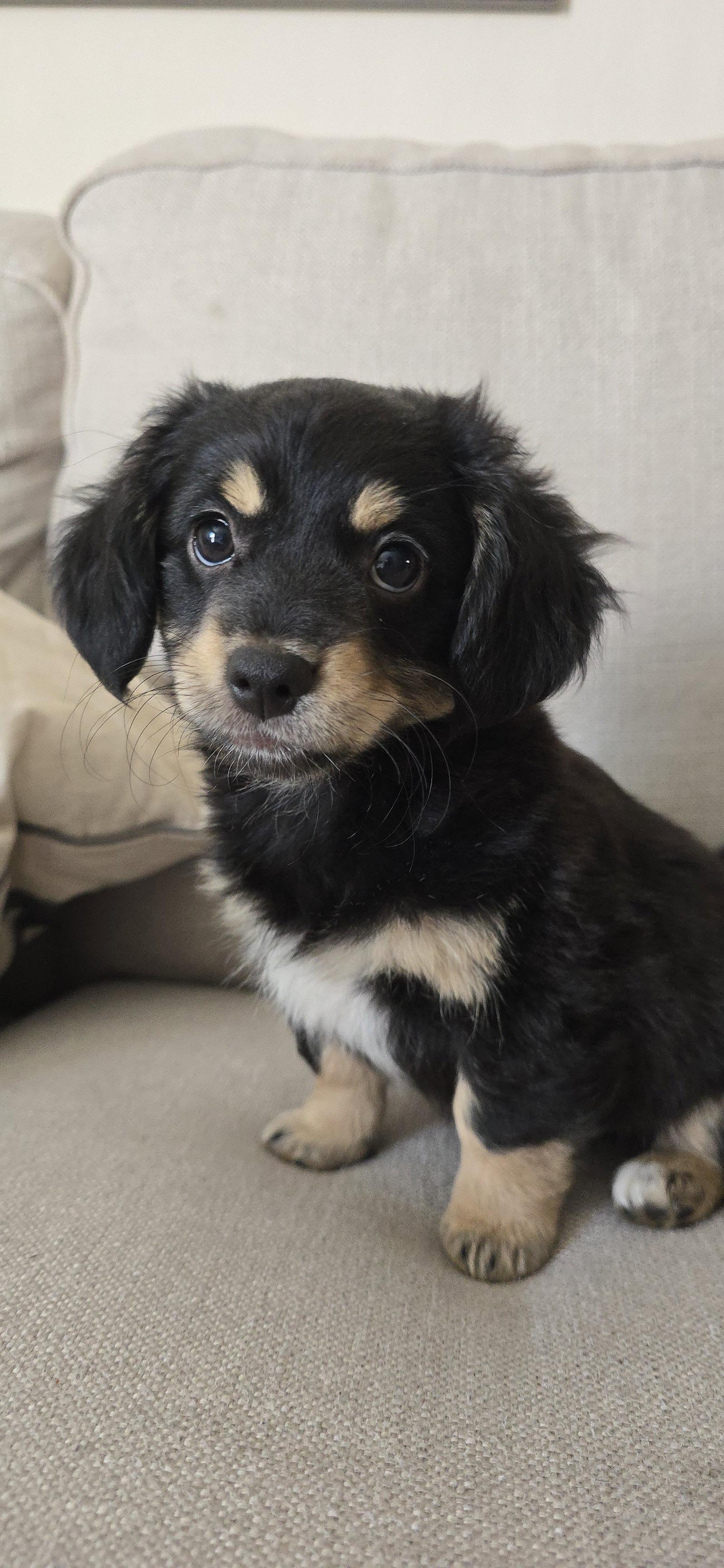 Woddy, Adopted, Young Male Terrier & Dachshund.