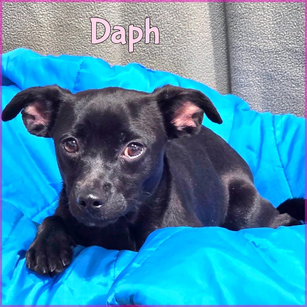 Enlarge Daph, a Adoptable mixed breed in Joliet, IL image 1/1