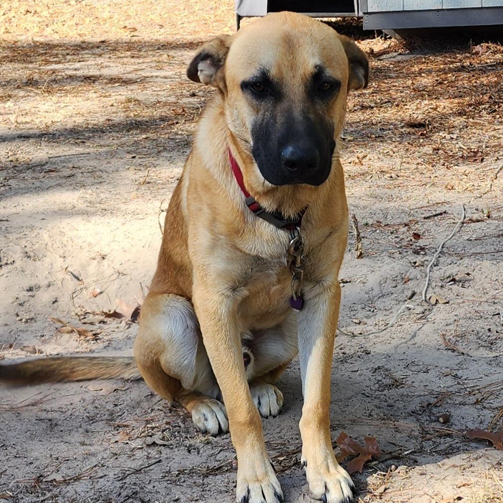 Milo, Adoptable, Young Male German Shepherd Dog & Cattle Dog.