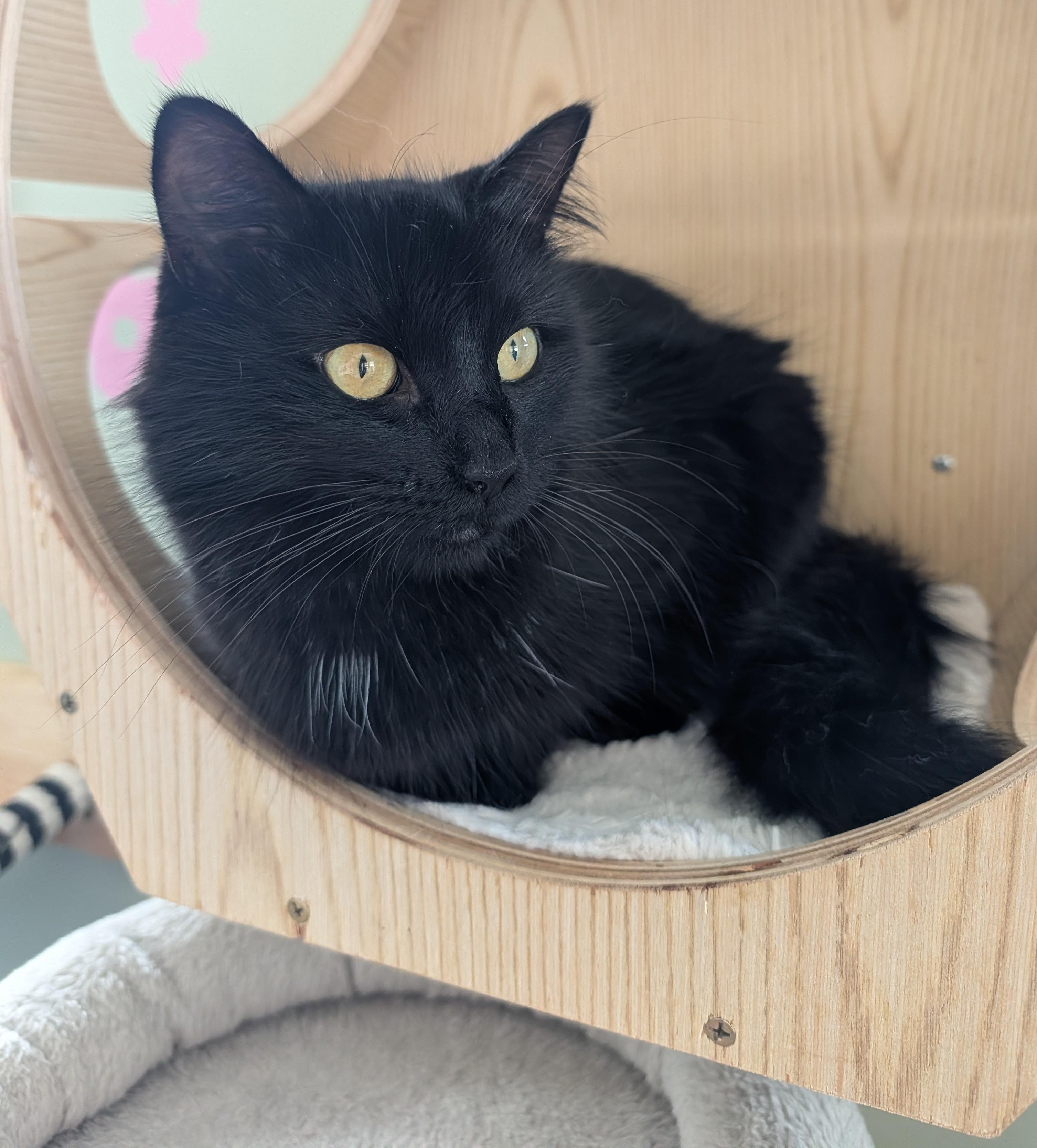 Enlarge Shuri, a Adopted Domestic Long Hair in Brockport, NY image 5/6