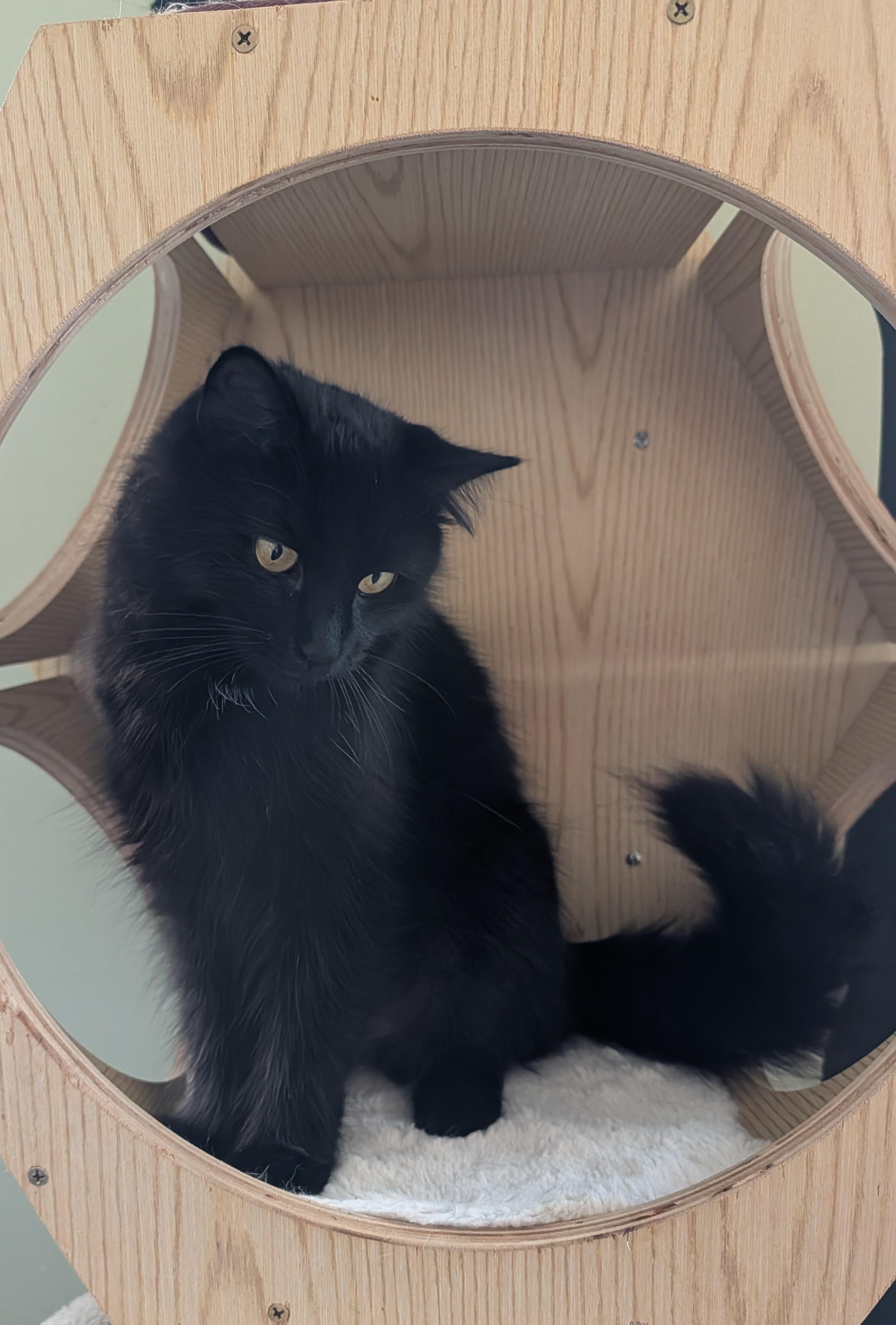 Enlarge Shuri, a Adopted Domestic Long Hair in Brockport, NY image 6/6