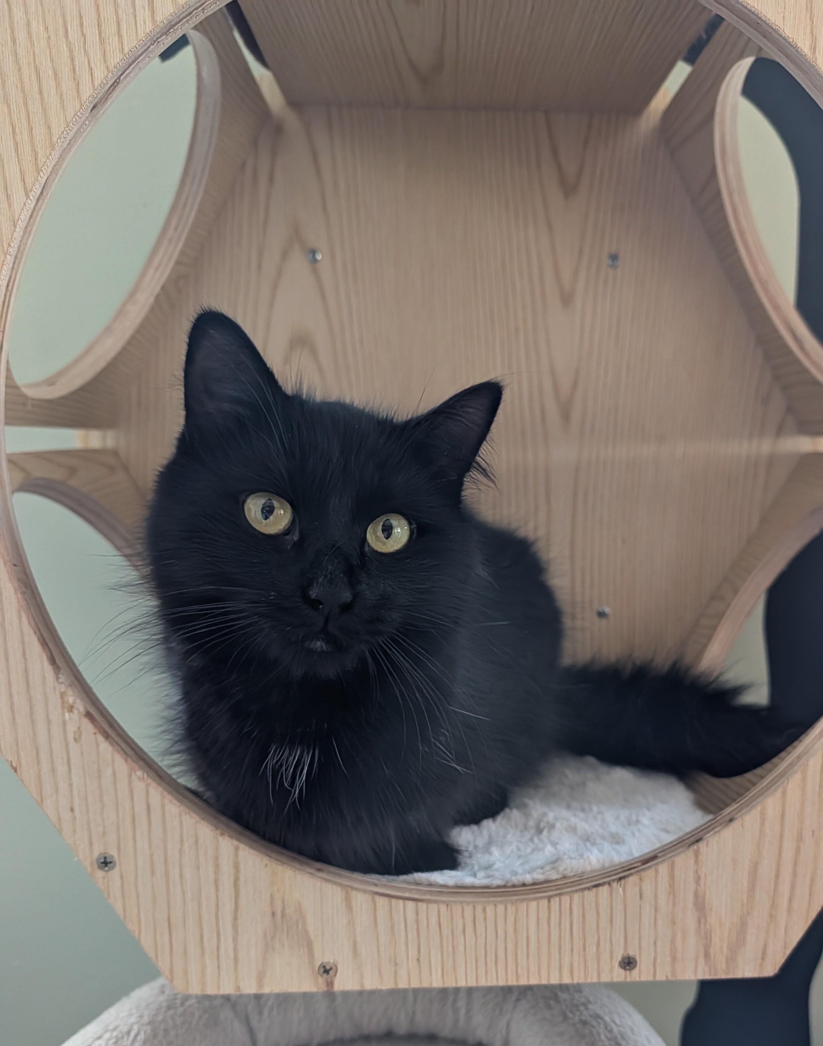Enlarge Shuri, a Adopted Domestic Long Hair in Brockport, NY image 3/6