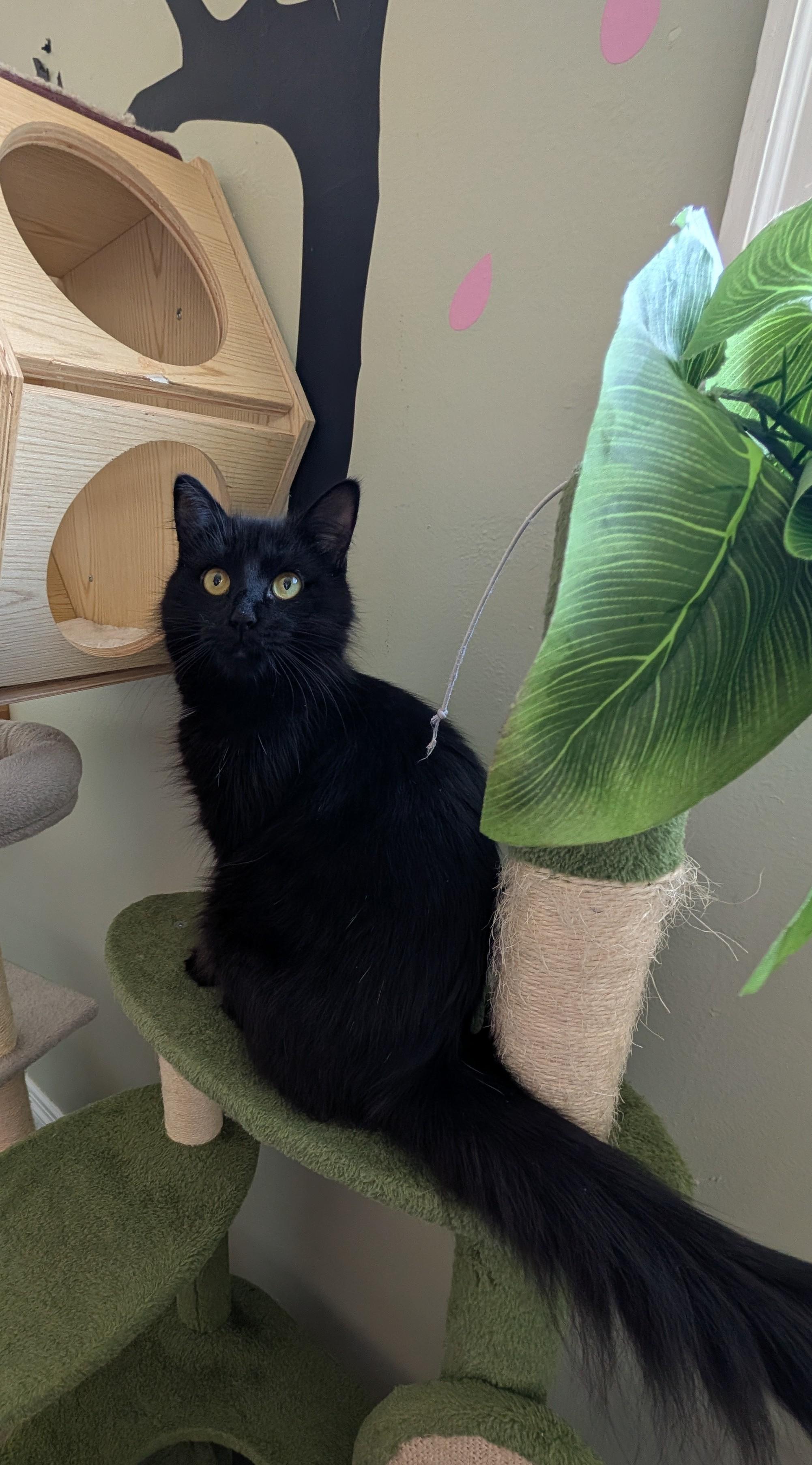 Shuri, Adopted, Young Female Domestic Long Hair.