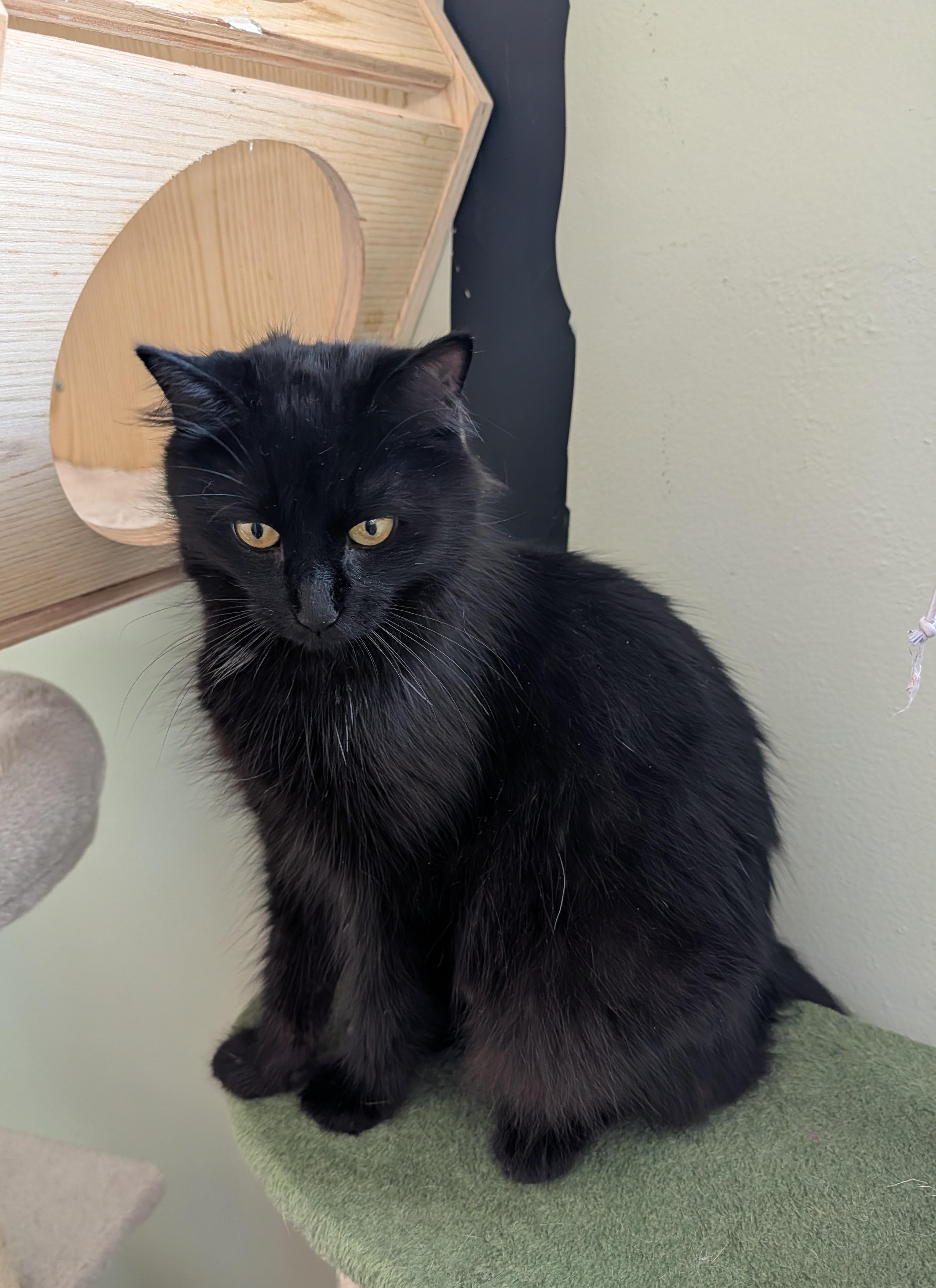 Enlarge Shuri, a Adopted Domestic Long Hair in Brockport, NY image 2/6