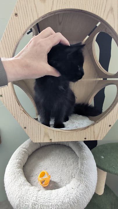 Enlarge Shuri, a Adopted Domestic Long Hair in Brockport, NY video 4/6