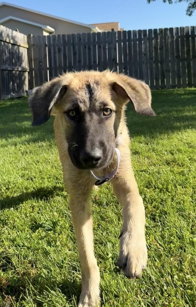 Tomato, a Adoptable mixed breed in Cheektowaga, NY image 1/4