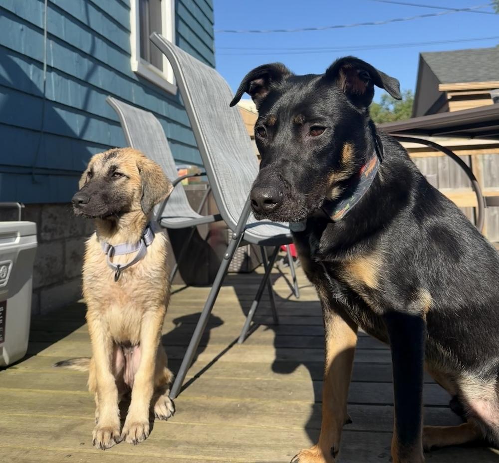 Tomato, a Adoptable mixed breed in Cheektowaga, NY image 2/4