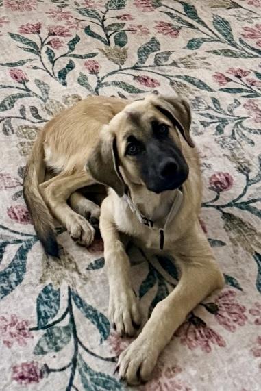 Tomato, a Adoptable mixed breed in Cheektowaga, NY image 4/4