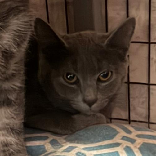 Muller, Adoptable, Kitten Female Domestic Short Hair.