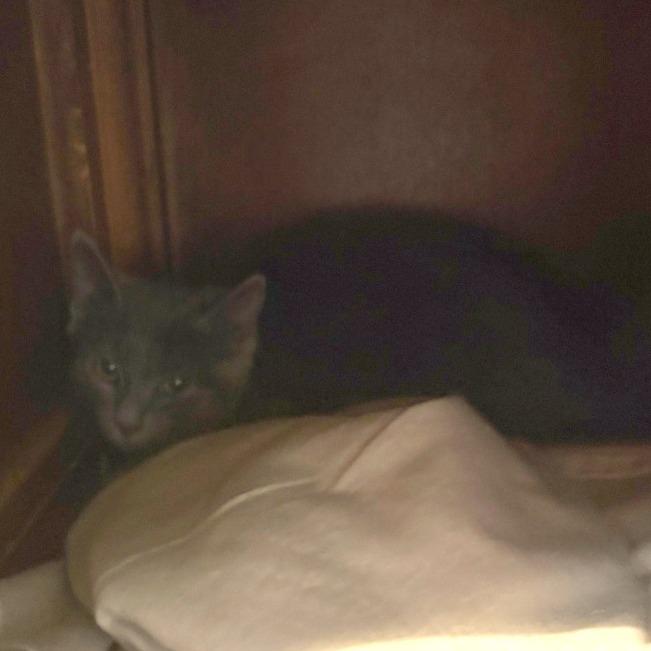 Enlarge Muller, a Adoptable Domestic Short Hair in Charlottesville, VA image 2/3