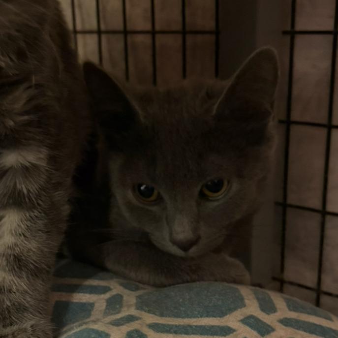 Enlarge Muller, a Adoptable Domestic Short Hair in Charlottesville, VA image 3/3