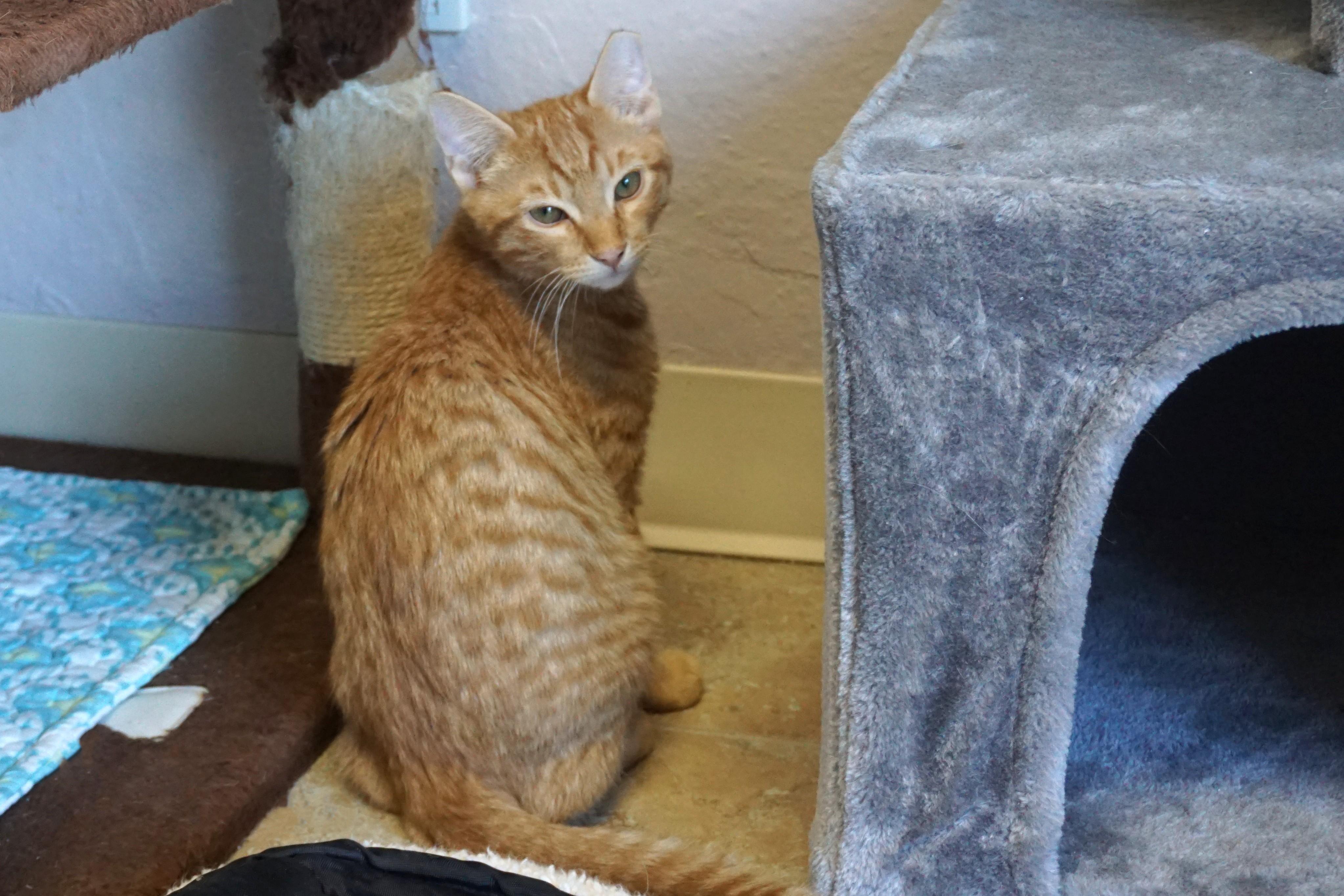 Enlarge Shawn, a ADOPTABLE Domestic Short Hair in Fountain Hills, AZ image 2/5