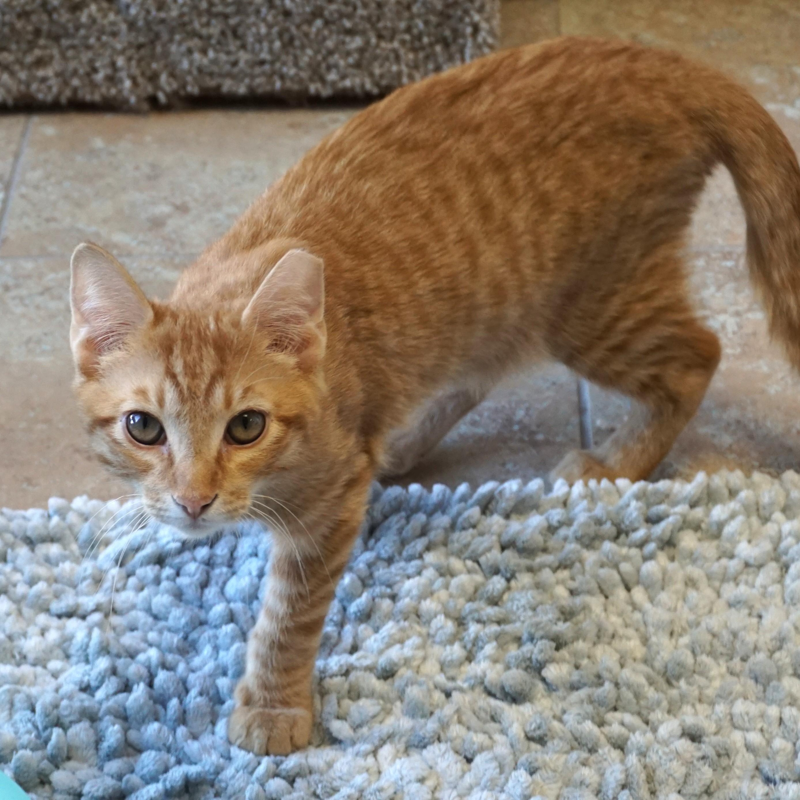 Enlarge Shawn, a ADOPTABLE Domestic Short Hair in Fountain Hills, AZ image 1/5