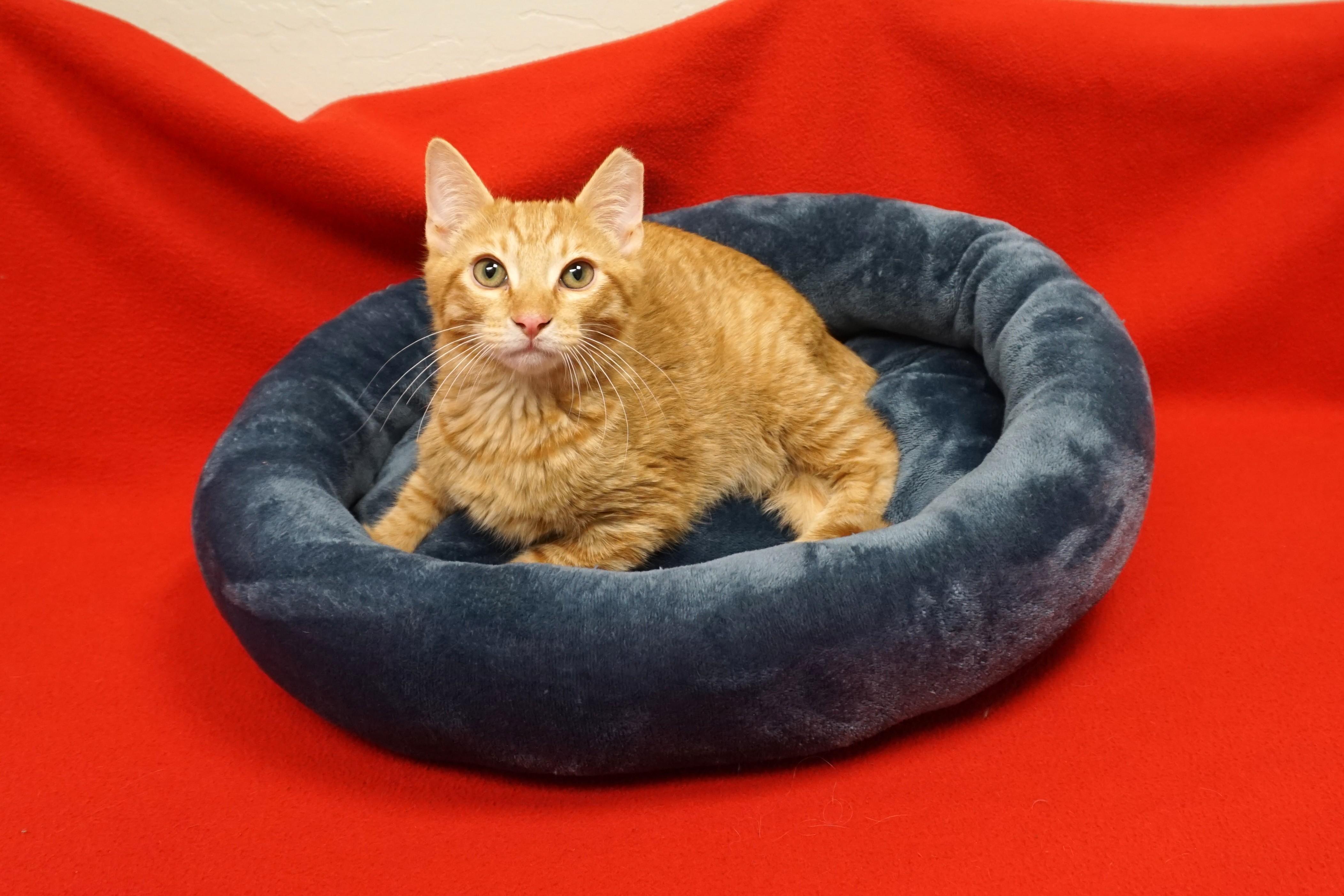 Enlarge Shawn, a ADOPTABLE Domestic Short Hair in Fountain Hills, AZ image 3/5