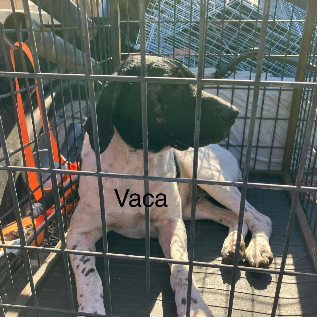 Vaca, Adoptable, Adult Male English Pointer.