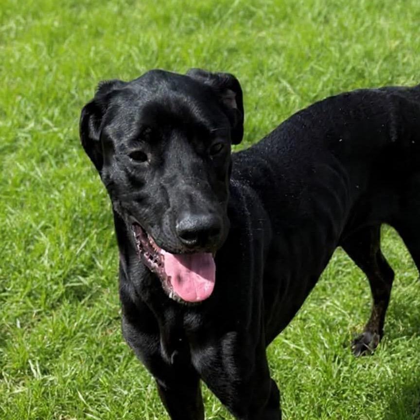 Spirit, Adoptable, Adult Female Black Labrador Retriever & Great Dane.