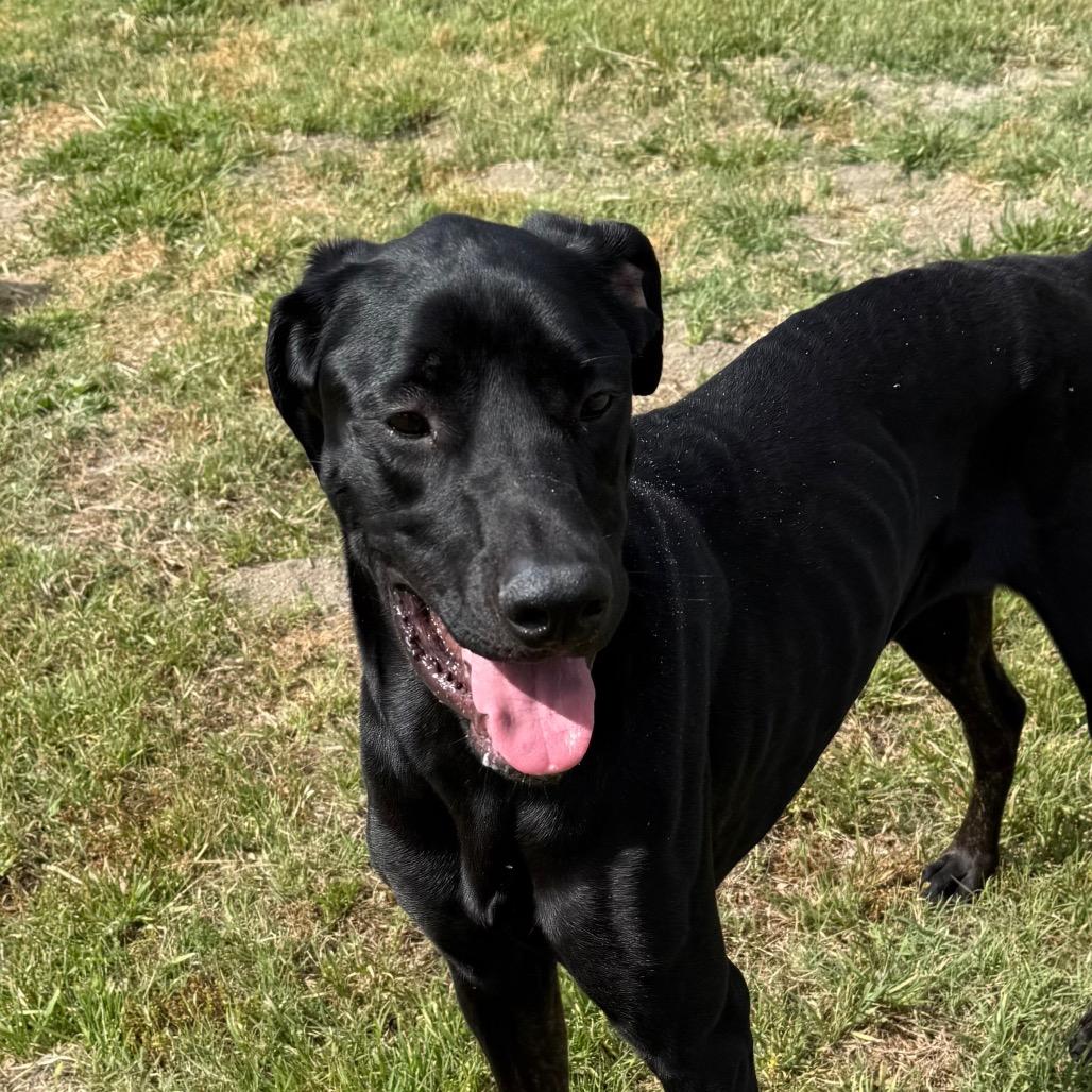 Spirit, Adoptable, Adult Female Black Labrador Retriever & Great Dane.