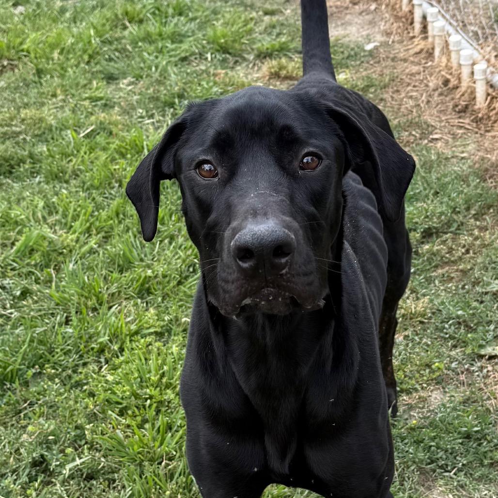 Enlarge Spirit, a Adoptable mixed breed in San Jacinto, CA image 3/6