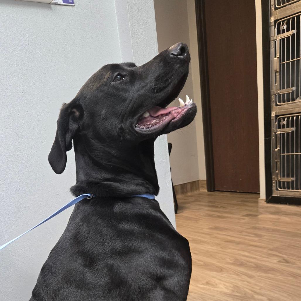 Enlarge Spirit, a Adoptable mixed breed in San Jacinto, CA image 4/6