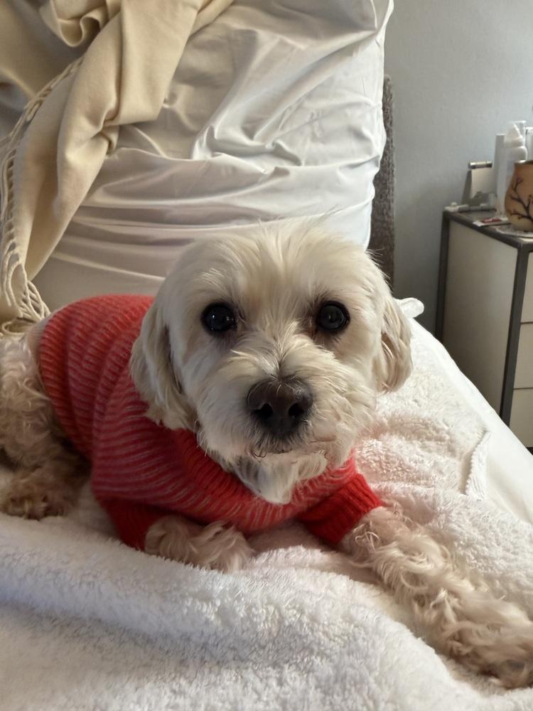 Ivory, a Adoptable mixed breed in Manhattan, NY image 2/4